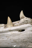 20562 - Museum Grade 16.14 Inch Platecarpus ptychodon (Mosasaur) Partial Left Hemi-Jaw Cretaceous