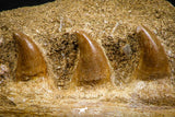 07776 - Great Halisaurus arambourgi (Mosasaur) Partial Right Hemi-Jaw in Matrix Cretaceous