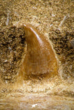 07776 - Great Halisaurus arambourgi (Mosasaur) Partial Right Hemi-Jaw in Matrix Cretaceous
