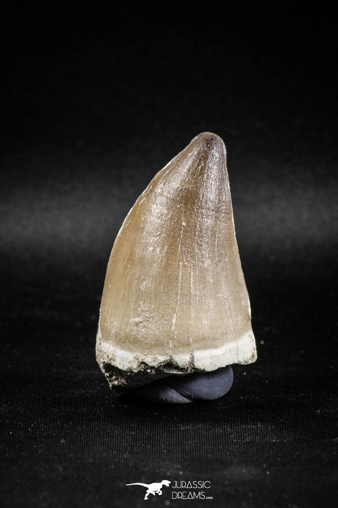04975 - Nicely Preserved 2.19 Inch Mosasaur (Prognathodon anceps) Tooth