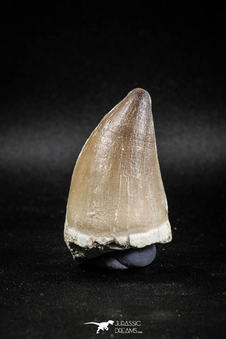 04975 - Nicely Preserved 2.19 Inch Mosasaur (Prognathodon anceps) Tooth