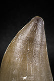 04975 - Nicely Preserved 2.19 Inch Mosasaur (Prognathodon anceps) Tooth