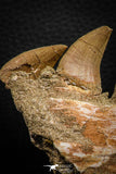 07777 - Top 3.52 Inch Mosasaur (Prognathodon anceps) Partial Jaw (Preserved Replacement Emerging Germ Tooth)