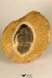 30727 - Well Prepared 2.86 Inch  Zlichovaspis rugosa Lower Devonian Trilobite