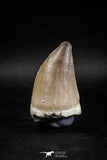 04975 - Nicely Preserved 2.19 Inch Mosasaur (Prognathodon anceps) Tooth