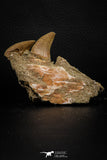 07777 - Top 3.52 Inch Mosasaur (Prognathodon anceps) Partial Jaw (Preserved Replacement Emerging Germ Tooth)