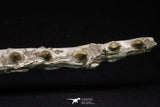 20562 - Museum Grade 16.14 Inch Platecarpus ptychodon (Mosasaur) Partial Left Hemi-Jaw Cretaceous