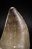 04975 - Nicely Preserved 2.19 Inch Mosasaur (Prognathodon anceps) Tooth