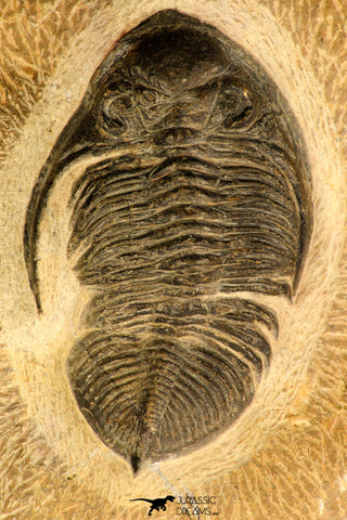 30727 - Well Prepared 2.86 Inch  Zlichovaspis rugosa Lower Devonian Trilobite