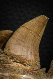 07777 - Top 3.52 Inch Mosasaur (Prognathodon anceps) Partial Jaw (Preserved Replacement Emerging Germ Tooth)