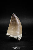 04975 - Nicely Preserved 2.19 Inch Mosasaur (Prognathodon anceps) Tooth