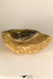 30727 - Well Prepared 2.86 Inch  Zlichovaspis rugosa Lower Devonian Trilobite