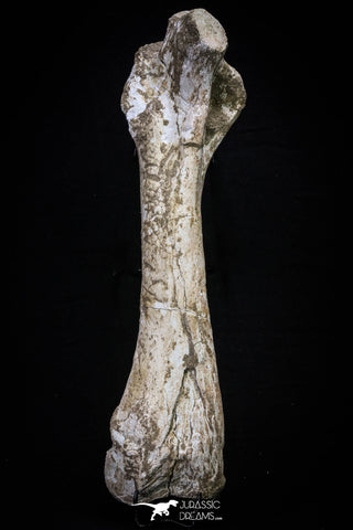 20563 - Museum Grade 14.57 Inch Dyrosaurus phosphaticus Femur Bone Paleocene