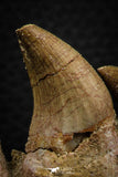 07777 - Top 3.52 Inch Mosasaur (Prognathodon anceps) Partial Jaw (Preserved Replacement Emerging Germ Tooth)