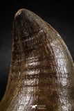 04976 - Nicely Preserved 2.01 Inch Mosasaur (Prognathodon anceps) Tooth