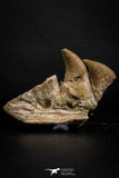 07777 - Top 3.52 Inch Mosasaur (Prognathodon anceps) Partial Jaw (Preserved Replacement Emerging Germ Tooth)