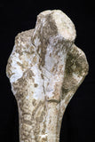 20563 - Museum Grade 14.57 Inch Dyrosaurus phosphaticus Femur Bone Paleocene