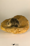 30727 - Well Prepared 2.86 Inch  Zlichovaspis rugosa Lower Devonian Trilobite