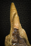 07777 - Top 3.52 Inch Mosasaur (Prognathodon anceps) Partial Jaw (Preserved Replacement Emerging Germ Tooth)