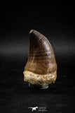 04976 - Nicely Preserved 2.01 Inch Mosasaur (Prognathodon anceps) Tooth