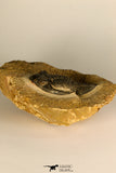30727 - Well Prepared 2.86 Inch  Zlichovaspis rugosa Lower Devonian Trilobite