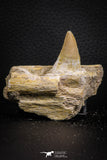 07778 - Nicely Preserved 2.43 Inch Platecarpus ptychodon (Mosasaur) Partial Right Hemi-Maxillary