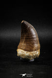 04976 - Nicely Preserved 2.01 Inch Mosasaur (Prognathodon anceps) Tooth