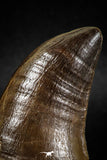04976 - Nicely Preserved 2.01 Inch Mosasaur (Prognathodon anceps) Tooth