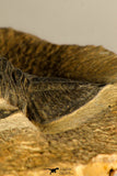 30727 - Well Prepared 2.86 Inch  Zlichovaspis rugosa Lower Devonian Trilobite