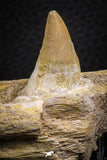 07778 - Nicely Preserved 2.43 Inch Platecarpus ptychodon (Mosasaur) Partial Right Hemi-Maxillary