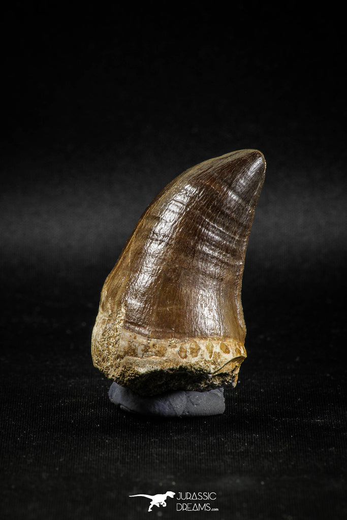 04976 - Nicely Preserved 2.01 Inch Mosasaur (Prognathodon anceps) Tooth