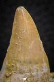 07778 - Nicely Preserved 2.43 Inch Platecarpus ptychodon (Mosasaur) Partial Right Hemi-Maxillary