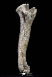 20563 - Museum Grade 14.57 Inch Dyrosaurus phosphaticus Femur Bone Paleocene