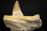 07778 - Nicely Preserved 2.43 Inch Platecarpus ptychodon (Mosasaur) Partial Right Hemi-Maxillary