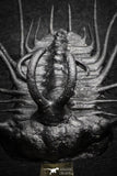 22029 - Top Quality "Flying" 3.06 Inch Dicranurus monstrosus Lower Devonian Trilobite