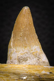 07778 - Nicely Preserved 2.43 Inch Platecarpus ptychodon (Mosasaur) Partial Right Hemi-Maxillary
