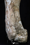 20563 - Museum Grade 14.57 Inch Dyrosaurus phosphaticus Femur Bone Paleocene