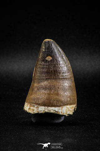 04977 - Nicely Preserved 2.20 Inch Mosasaur (Prognathodon anceps) Tooth
