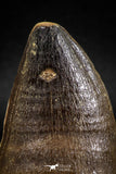 04977 - Nicely Preserved 2.20 Inch Mosasaur (Prognathodon anceps) Tooth