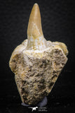 07778 - Nicely Preserved 2.43 Inch Platecarpus ptychodon (Mosasaur) Partial Right Hemi-Maxillary
