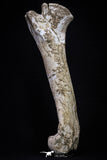 20563 - Museum Grade 14.57 Inch Dyrosaurus phosphaticus Femur Bone Paleocene