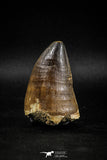 04977 - Nicely Preserved 2.20 Inch Mosasaur (Prognathodon anceps) Tooth