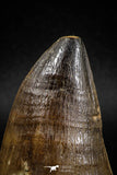04977 - Nicely Preserved 2.20 Inch Mosasaur (Prognathodon anceps) Tooth