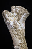 20563 - Museum Grade 14.57 Inch Dyrosaurus phosphaticus Femur Bone Paleocene