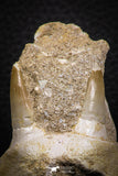 07779 - Premium Grade 2.60 Inch Eremiasaurus heterodontus (Mosasaur) Premaxillary Bone with Teeth