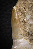 07779 - Premium Grade 2.60 Inch Eremiasaurus heterodontus (Mosasaur) Premaxillary Bone with Teeth