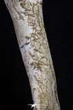 20563 - Museum Grade 14.57 Inch Dyrosaurus phosphaticus Femur Bone Paleocene