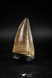 04978 - Nicely Preserved 2.00 Inch Mosasaur (Prognathodon anceps) Tooth