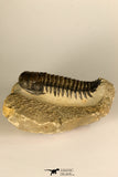 30728 - Top Quality 3.48 Inch Crotalocephalina (Crotalocephalus) gibbus Lower Devonian Trilobite