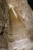 07779 - Premium Grade 2.60 Inch Eremiasaurus heterodontus (Mosasaur) Premaxillary Bone with Teeth